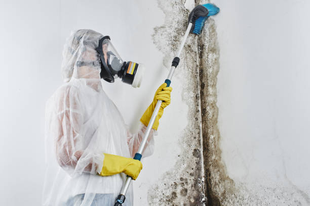 Professional Mold Remediation in Mechanicsburg, PA